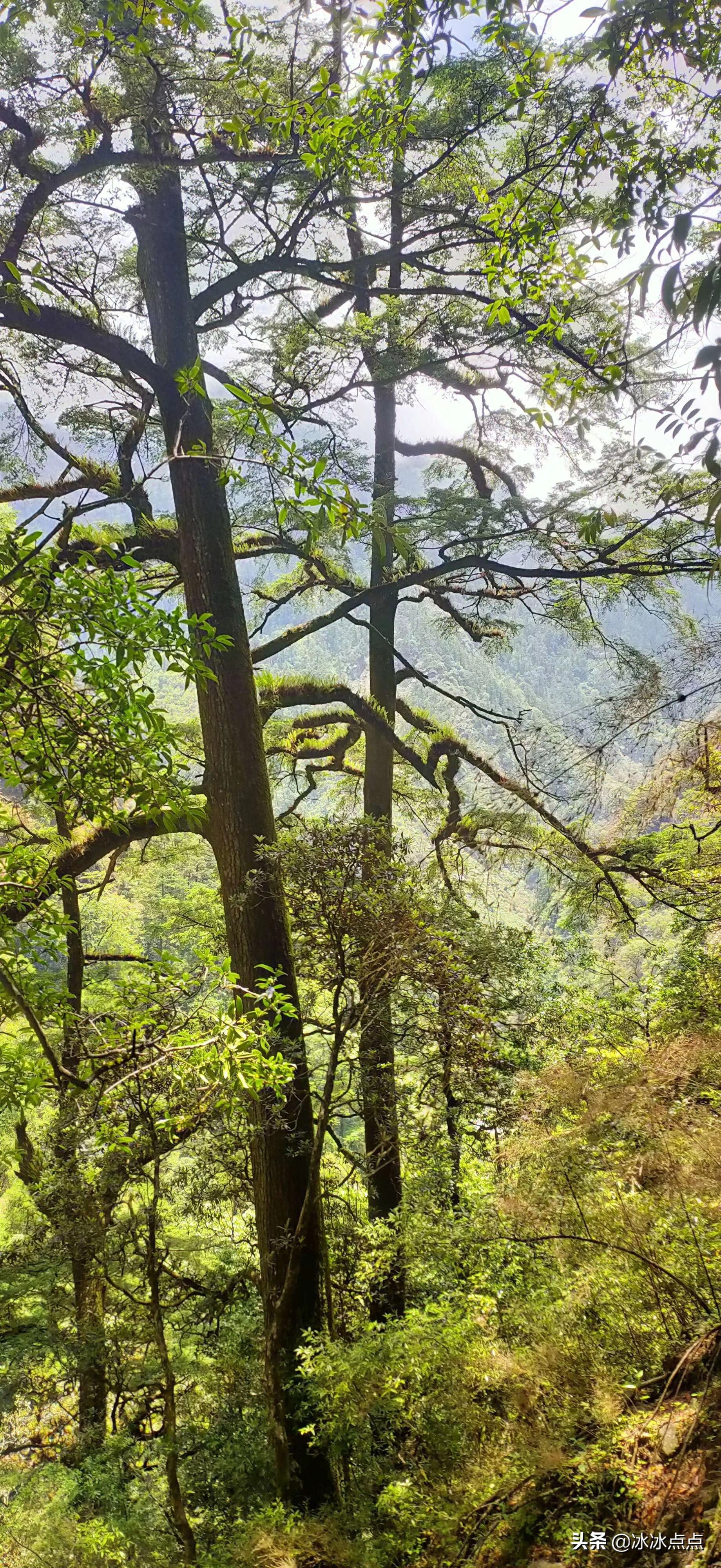 种下一棵树最好的时间是十年前,最晚的时间是现在 | 星尘资源网