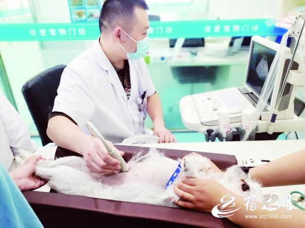 天气炎热,宠物也要防暑 | 星尘资源网
