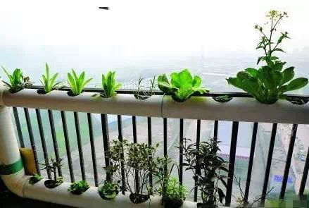 分解阳台种菜无土栽培的全过程|史上最全资料 | 星尘资源网