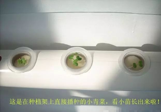 阳台种菜技巧_阳台种菜教程_种菜PVC管