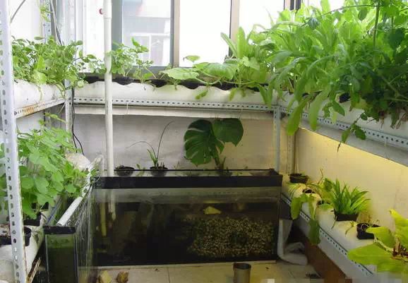 阳台种菜技巧_阳台种菜教程_种菜PVC管