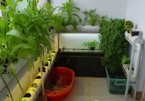 种菜PVC管_阳台种菜教程_阳台种菜技巧