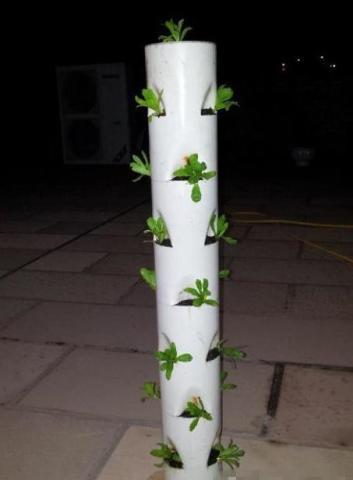 种菜PVC管_阳台种菜技巧_阳台种菜教程