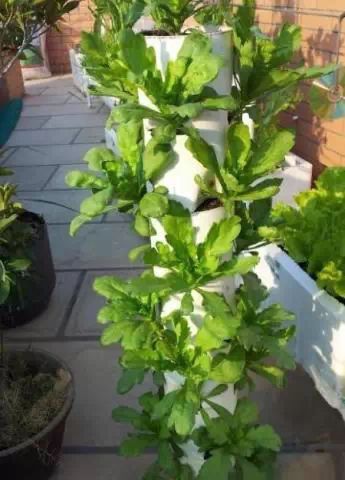 阳台种菜教程_种菜PVC管_阳台种菜技巧