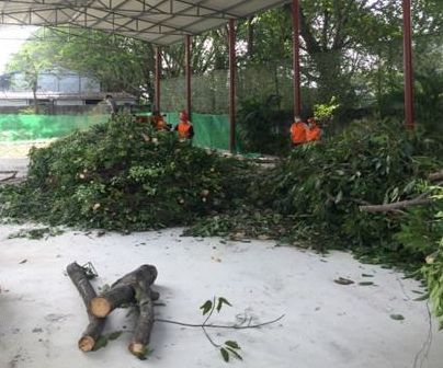 浙江省城镇生活垃圾分类标准_大件垃圾园林垃圾装修垃圾分类_垃圾分类最新标准
