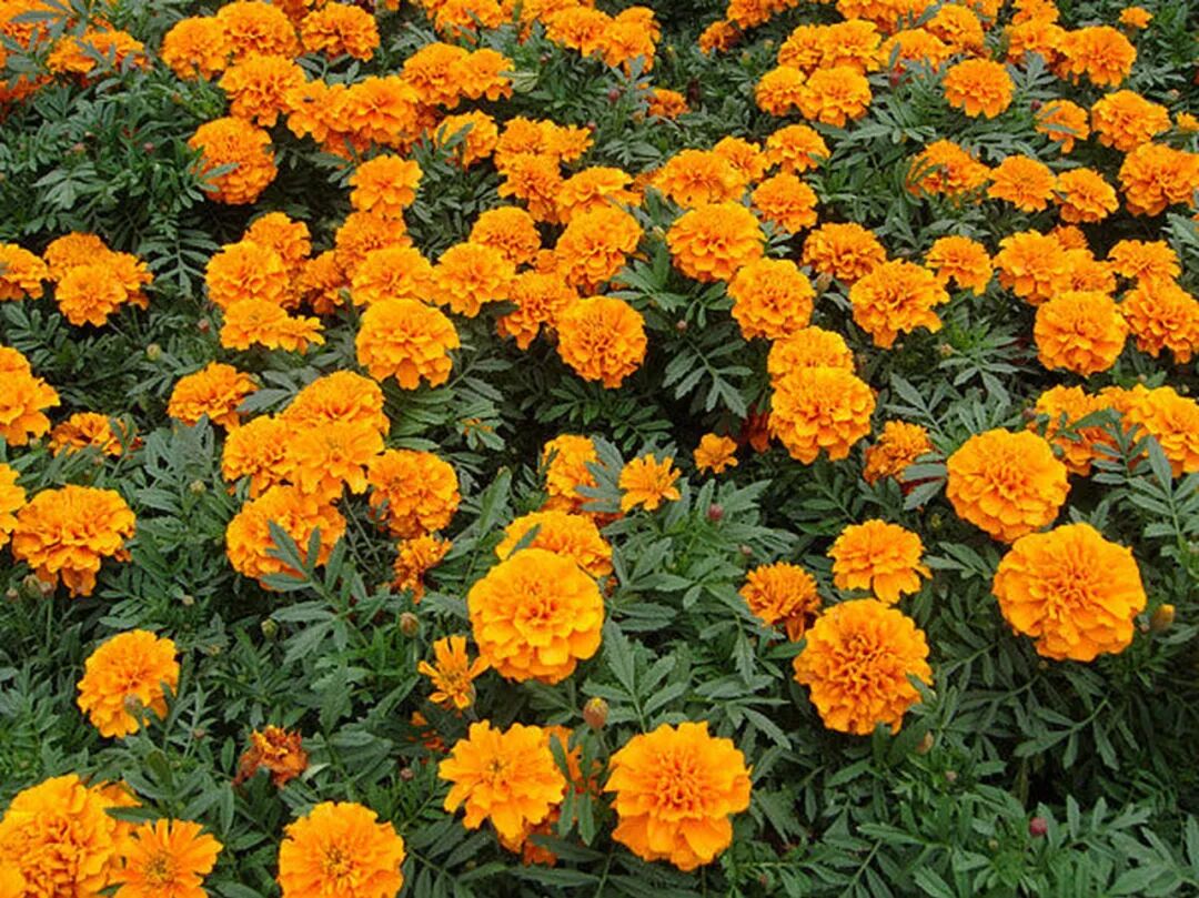 金盏菊家庭阳台种植指南 | 星尘资源网