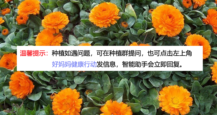 阳台种植金盏菊步骤_阳台种菜教程_金盏菊播种养护技巧