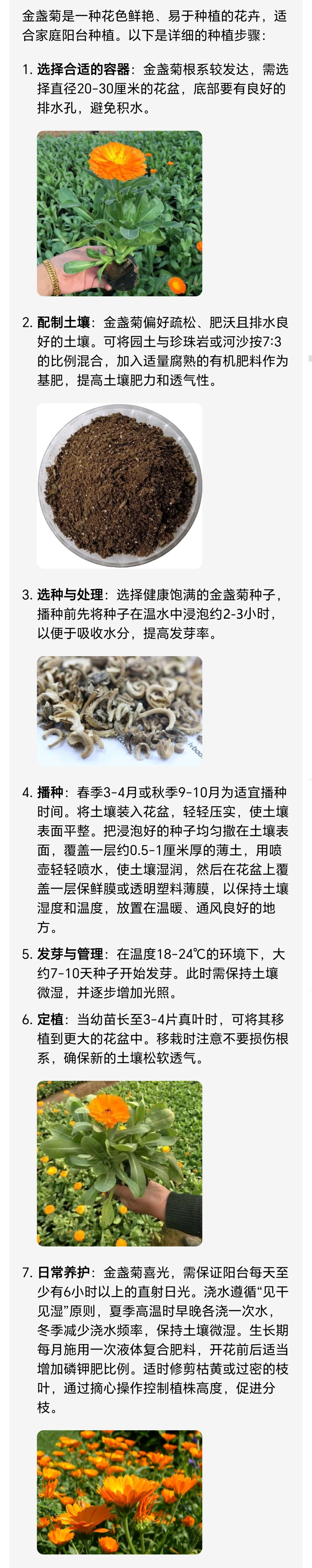 阳台种植金盏菊步骤_金盏菊播种养护技巧_阳台种菜教程