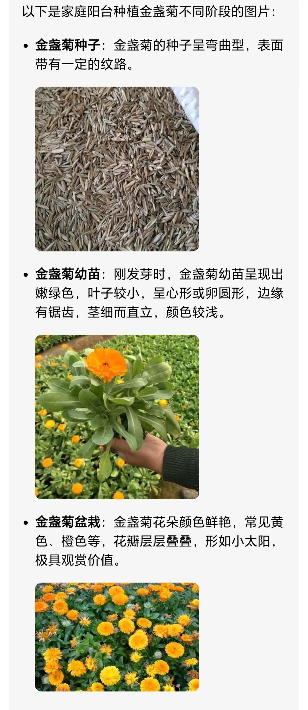 金盏菊播种养护技巧_阳台种菜教程_阳台种植金盏菊步骤
