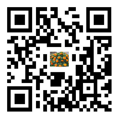 阳台种植金盏菊步骤_阳台种菜教程_金盏菊播种养护技巧