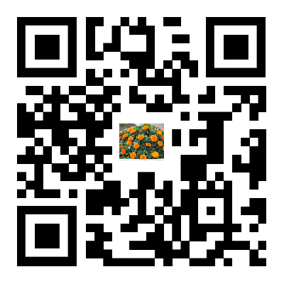 阳台种植金盏菊步骤_阳台种菜教程_金盏菊播种养护技巧