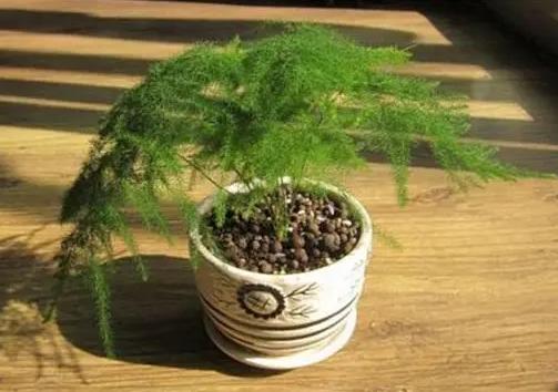 文竹黄叶原因及解决措施_文竹叶子发黄处理方法_盆栽黄叶解决办法