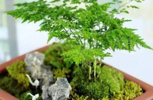 文竹黄叶原因及解决措施_盆栽黄叶解决办法_文竹叶子发黄处理方法