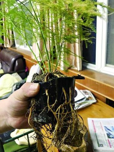 盆栽黄叶解决办法_文竹叶子发黄处理方法_文竹黄叶原因及解决措施