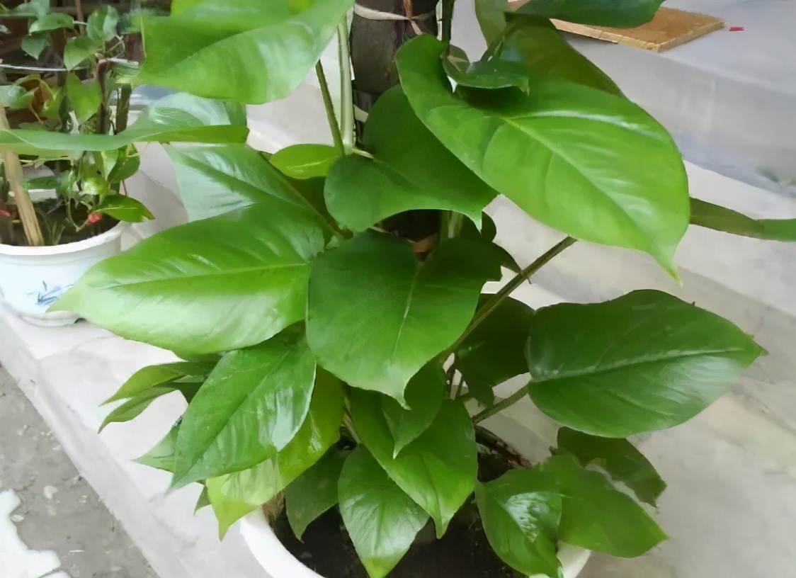 要重新种植一盆大叶绿萝,用扦插方法很简单 | 星尘资源网