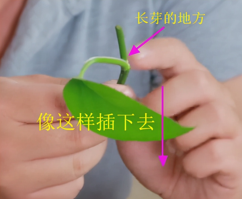 绿萝繁殖技巧_绿萝扦插技巧_绿萝繁殖方法