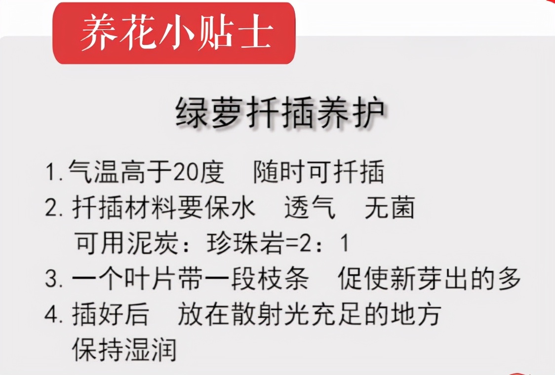 绿萝繁殖方法_绿萝扦插技巧_绿萝繁殖技巧