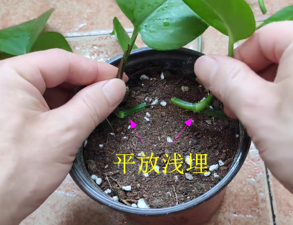 绿萝繁殖技巧_绿萝繁殖方法_绿萝扦插技巧