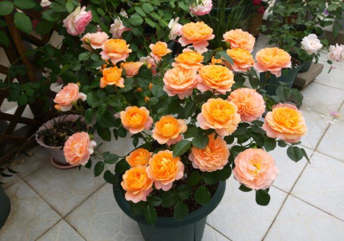 月季室内养植防虫烂叶方法_月季室内养护提前打药预防_月季病虫害防治