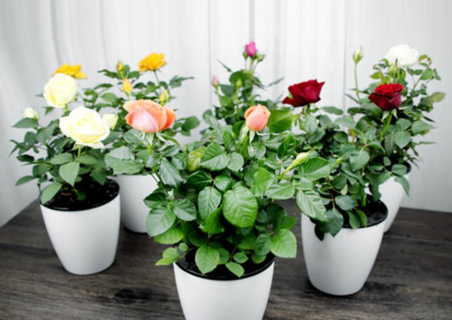 月季室内养植防虫烂叶方法_月季病虫害防治_月季室内养护提前打药预防