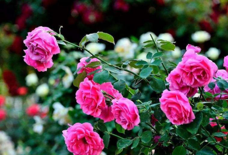 月季病虫害防治_月季室内养植防虫烂叶方法_月季室内养护提前打药预防
