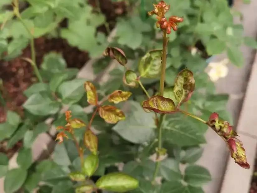 月季防病诀窍_春季月季防蚜虫_月季病虫害防治