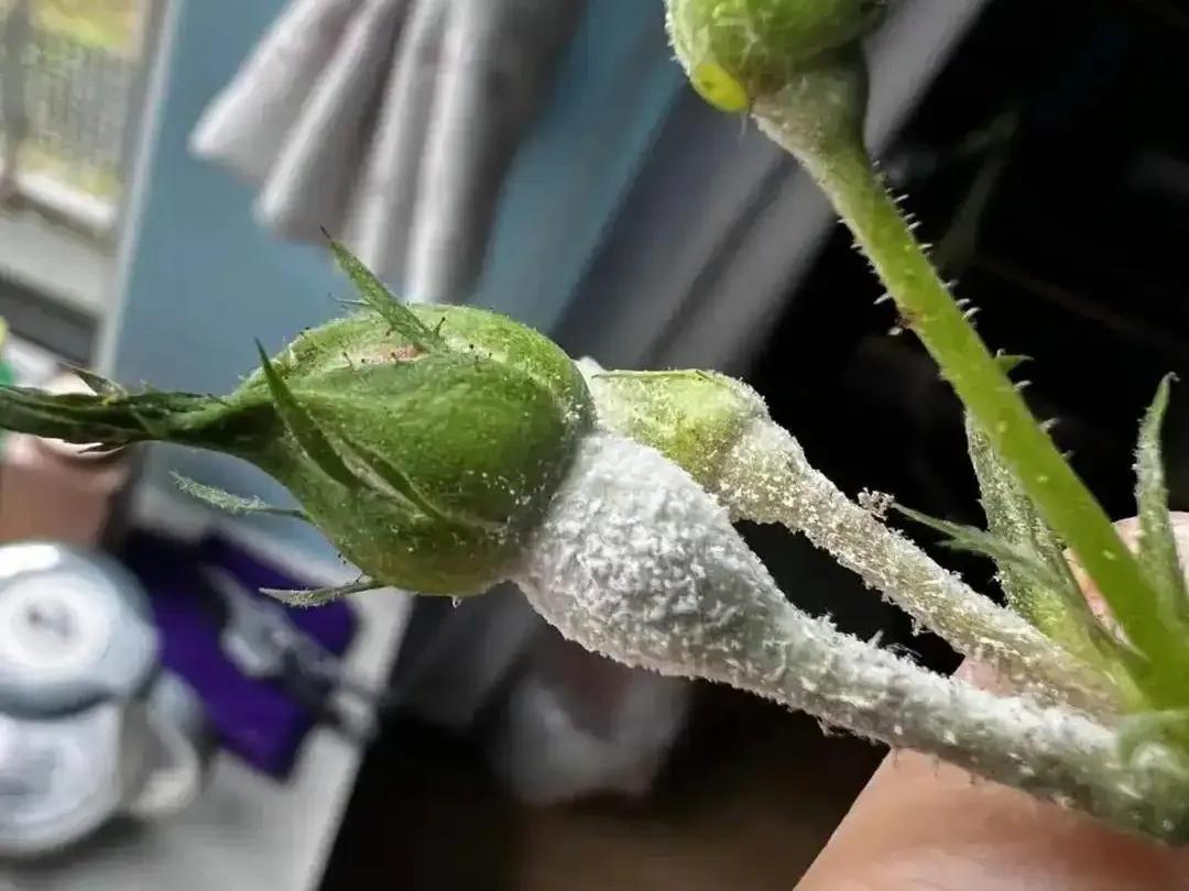 春季月季防蚜虫_月季病虫害防治_月季防病诀窍