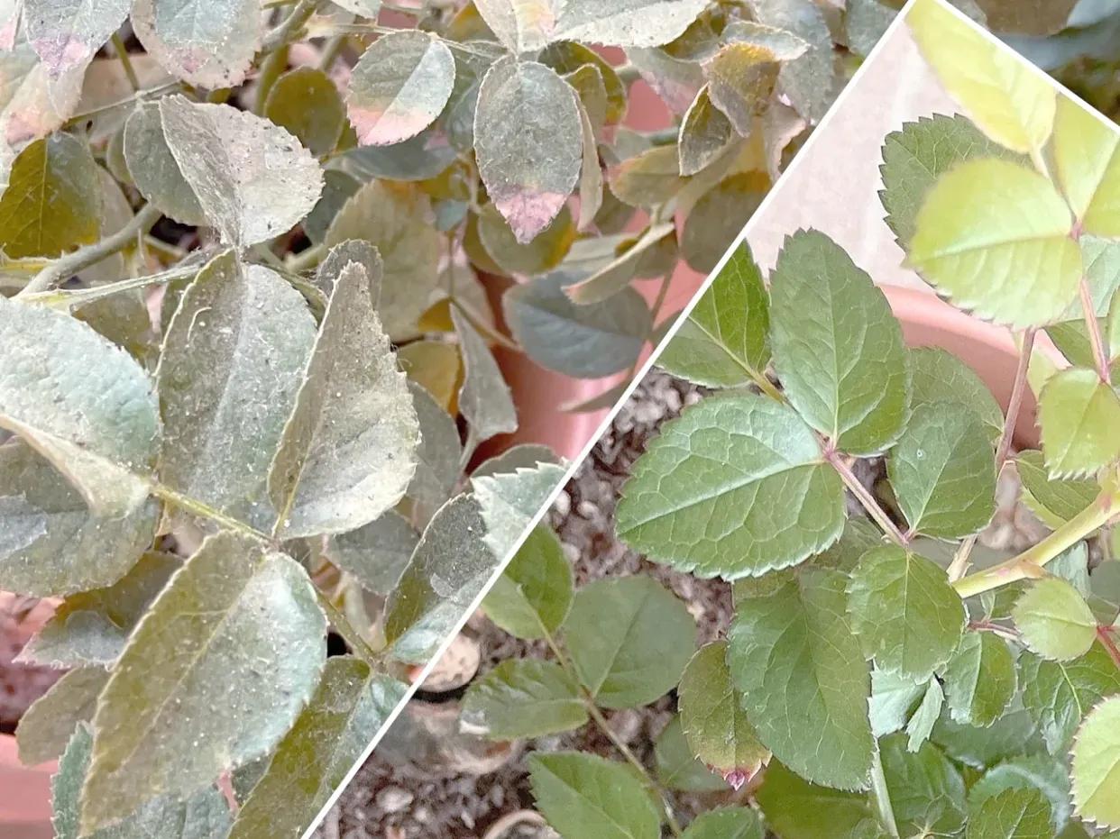 月季病虫害防治_春季月季防蚜虫_月季防病诀窍