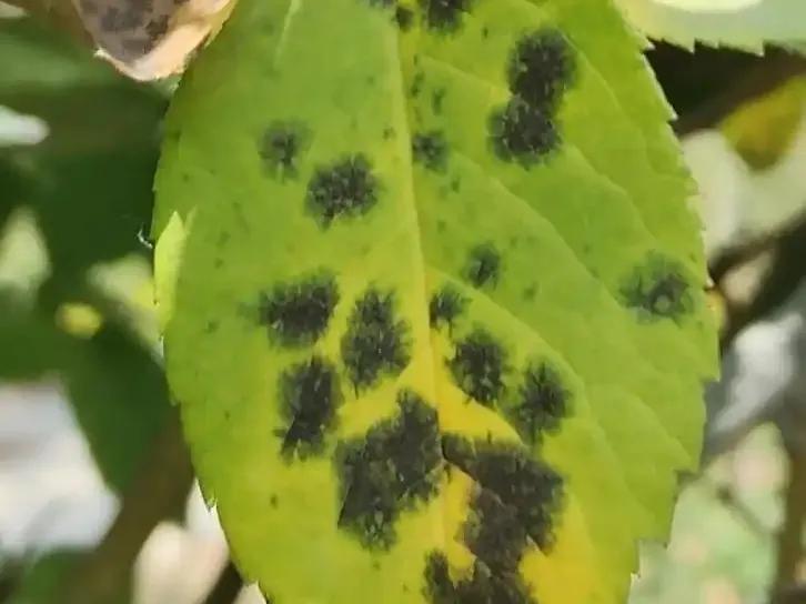 月季防病诀窍_月季病虫害防治_春季月季防蚜虫