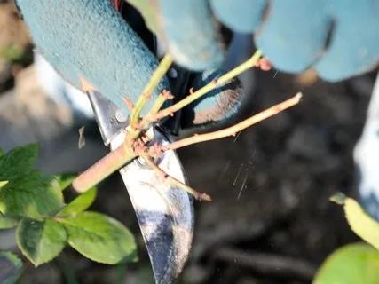 月季病虫害防治_春季月季防蚜虫_月季防病诀窍