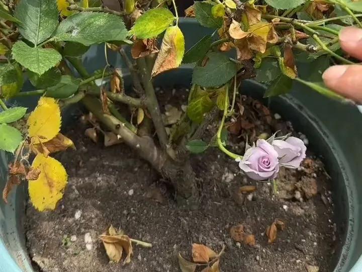 春季月季防蚜虫_月季防病诀窍_月季病虫害防治