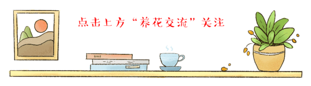 让室内养的吊兰长更多匍匐的分枝的技巧,可以剪下分枝不断繁殖 | 星尘资源网
