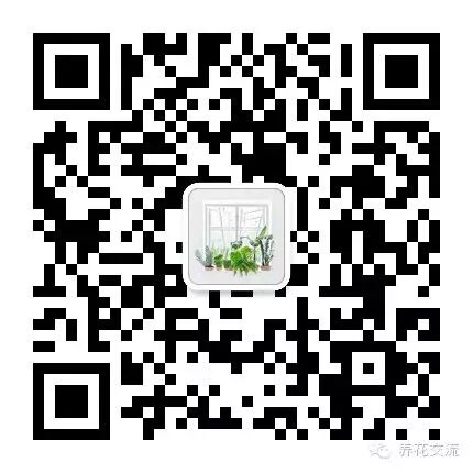吊兰养护要点_吊兰繁殖技巧走茎扦插_吊兰正确养护方法