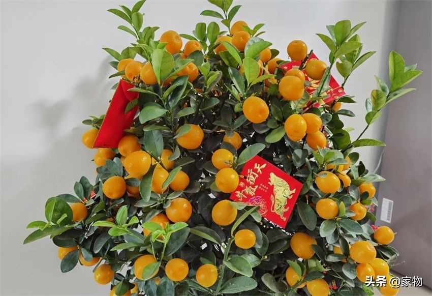 发财树养护禁忌_客厅绿植摆放推荐_适合客厅的绿植种类
