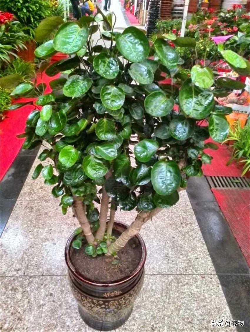 客厅绿植摆放推荐_适合客厅的绿植种类_发财树养护禁忌