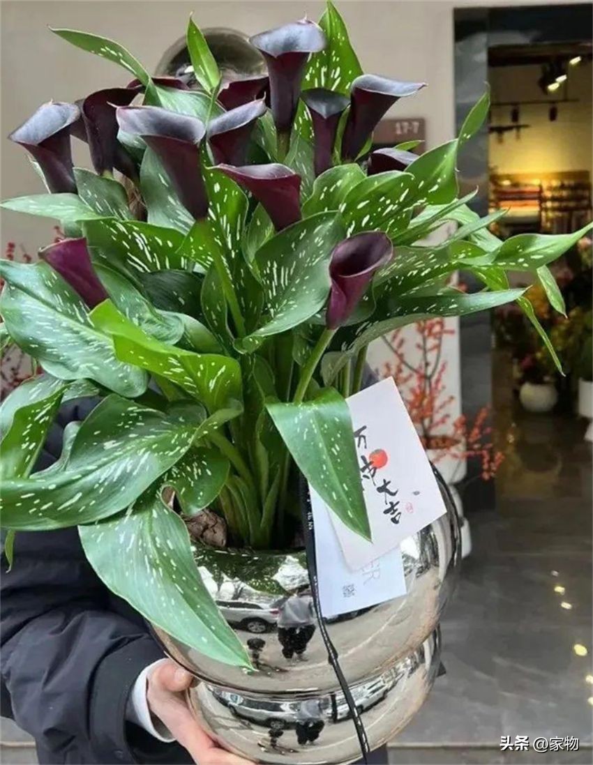 适合客厅的绿植种类_发财树养护禁忌_客厅绿植摆放推荐