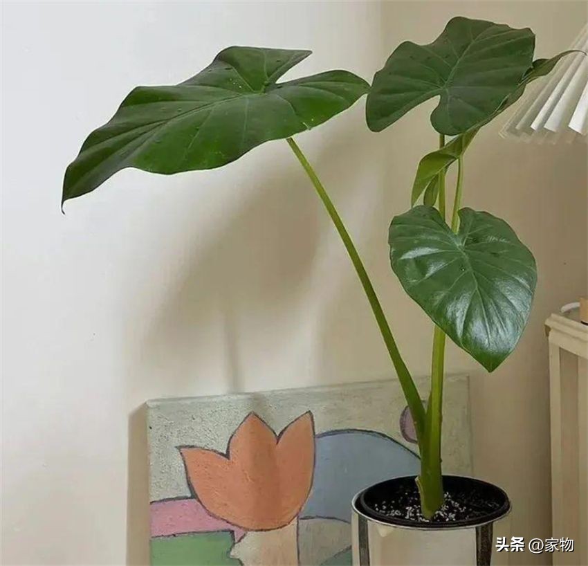 客厅绿植摆放推荐_发财树养护禁忌_适合客厅的绿植种类
