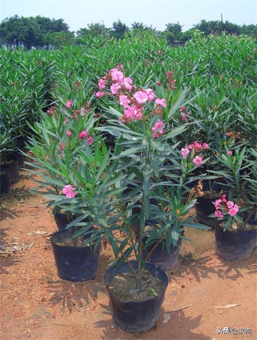 客厅绿植摆放推荐_适合客厅的绿植种类_发财树养护禁忌