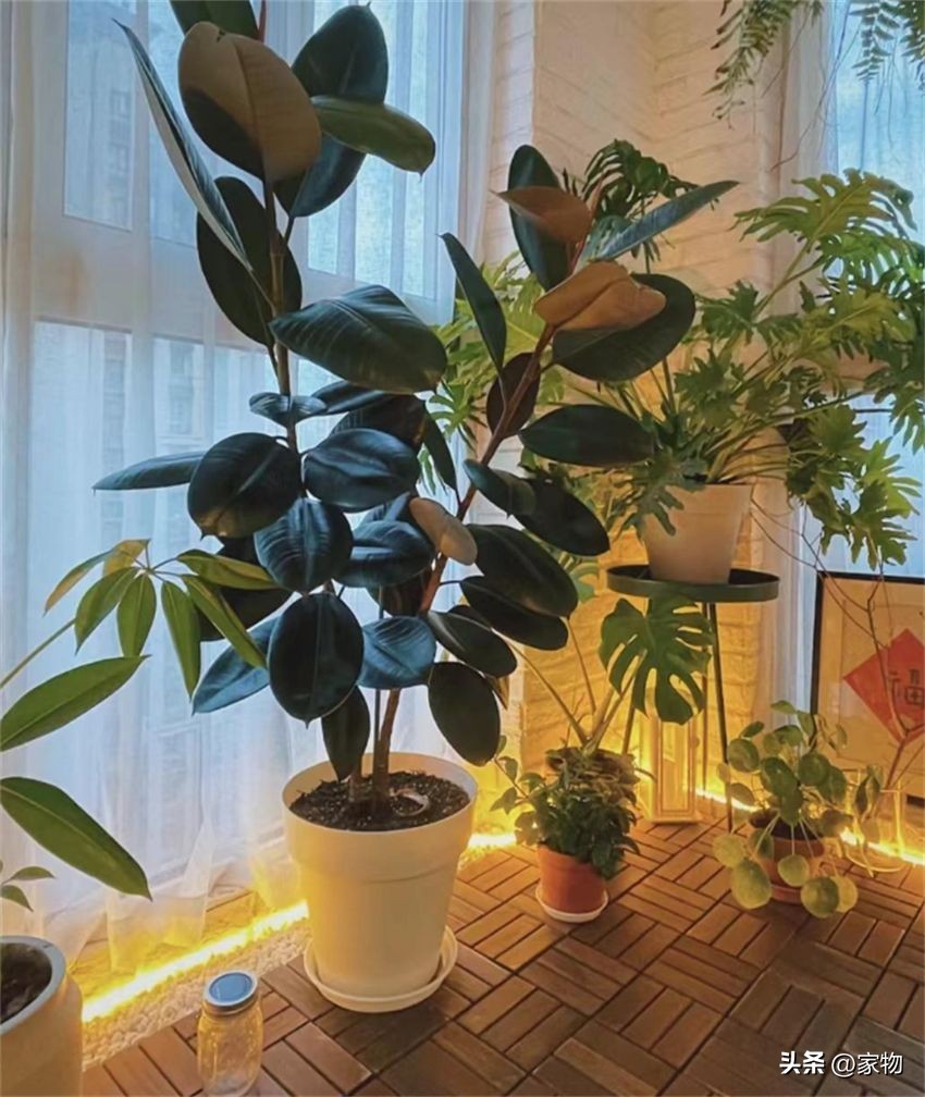 发财树养护禁忌_客厅绿植摆放推荐_适合客厅的绿植种类