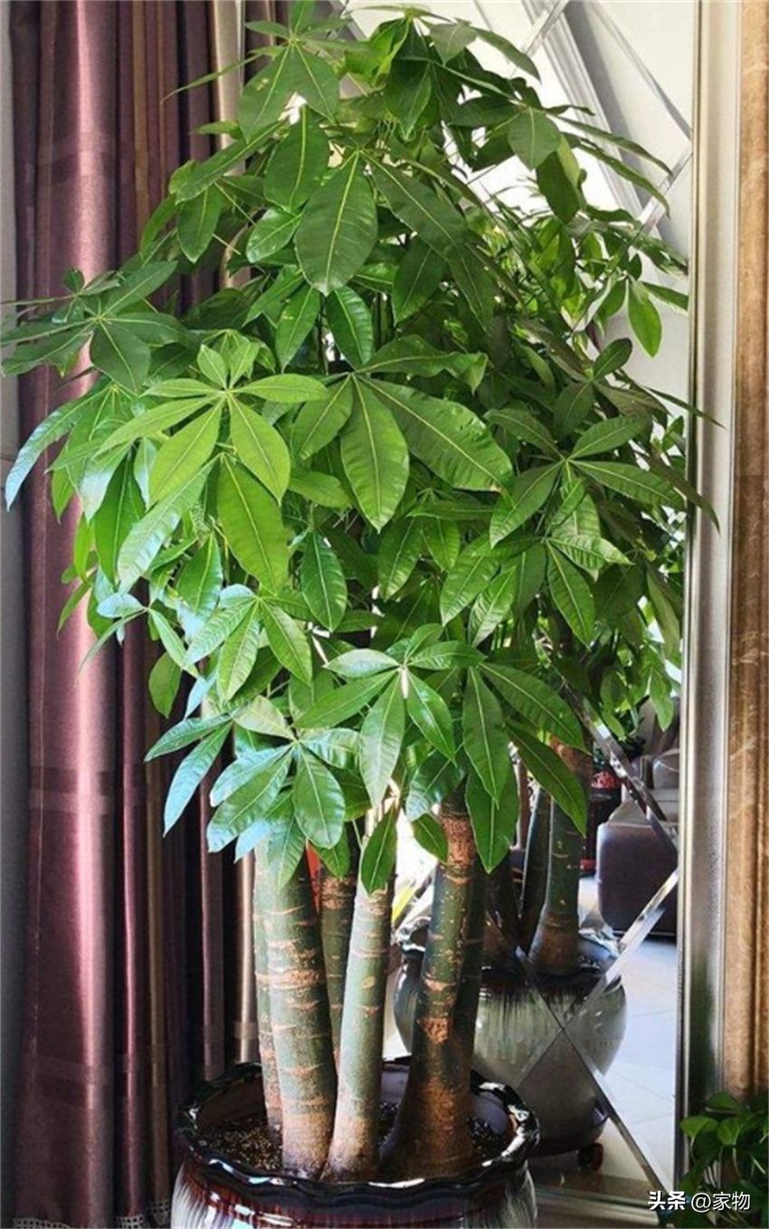 适合客厅的绿植种类_发财树养护禁忌_客厅绿植摆放推荐