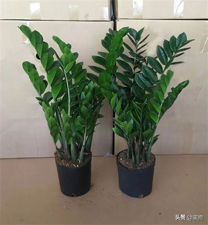 发财树养护禁忌_适合客厅的绿植种类_客厅绿植摆放推荐