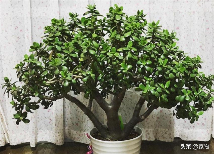 客厅绿植摆放推荐_适合客厅的绿植种类_发财树养护禁忌