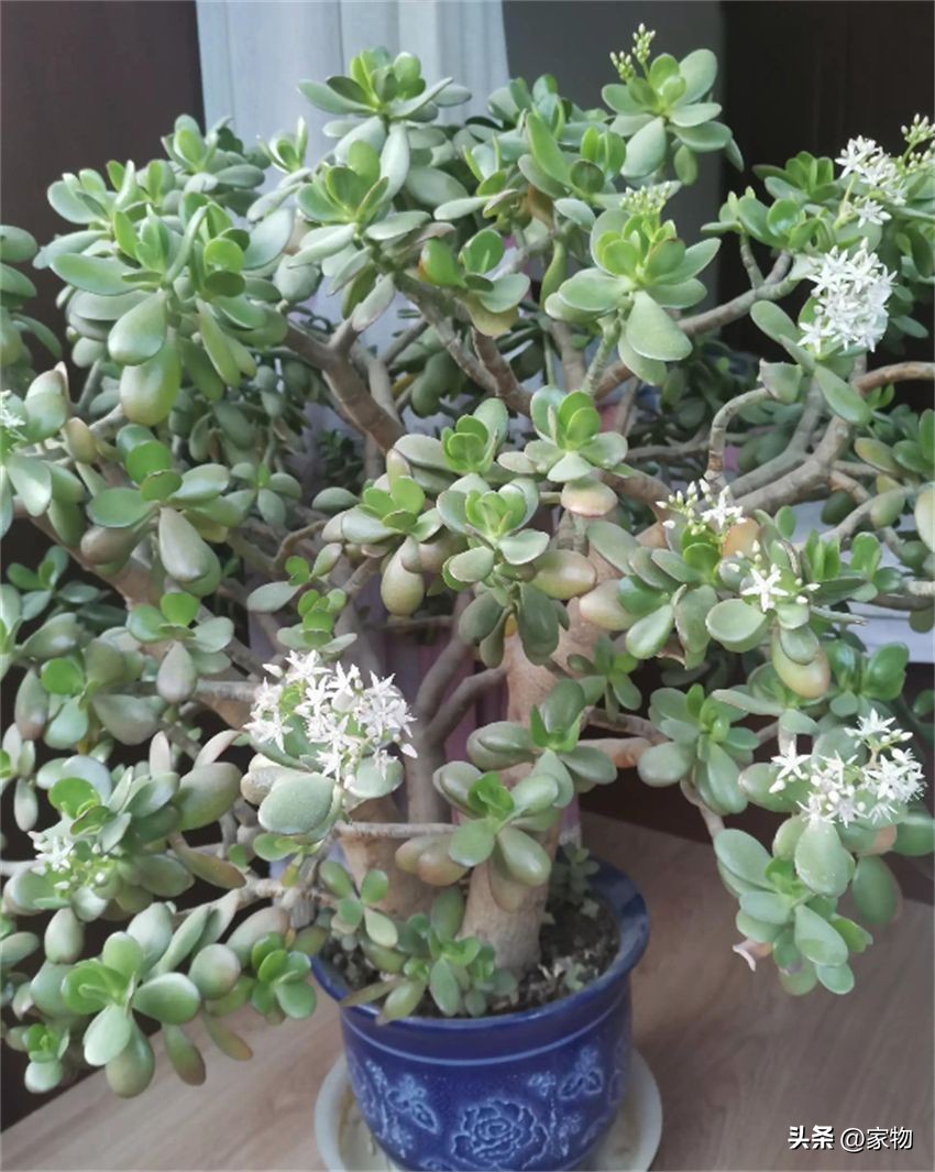 发财树养护禁忌_适合客厅的绿植种类_客厅绿植摆放推荐