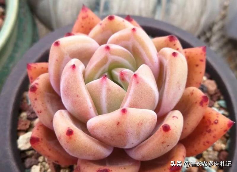 白露节多肉换盆砍头技巧_多肉换盆时间_多肉换盆砍头注意事项