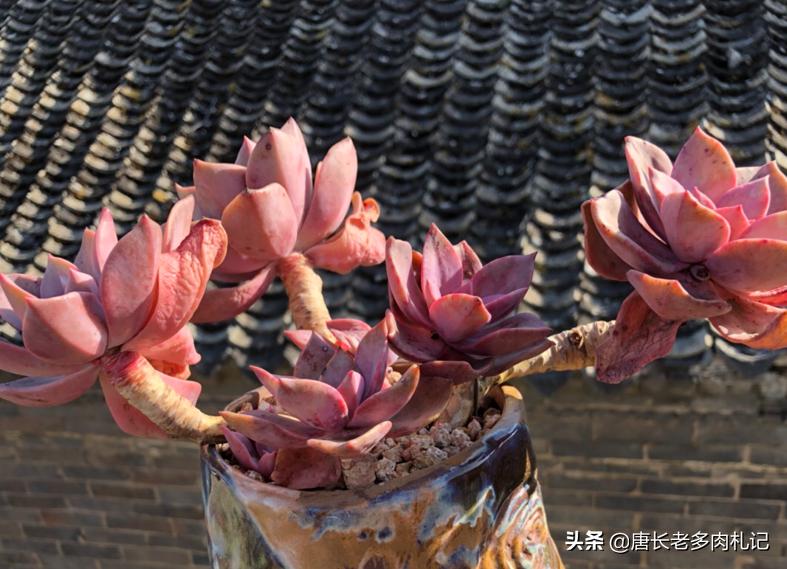 白露节多肉换盆砍头技巧_多肉换盆砍头注意事项_多肉换盆时间