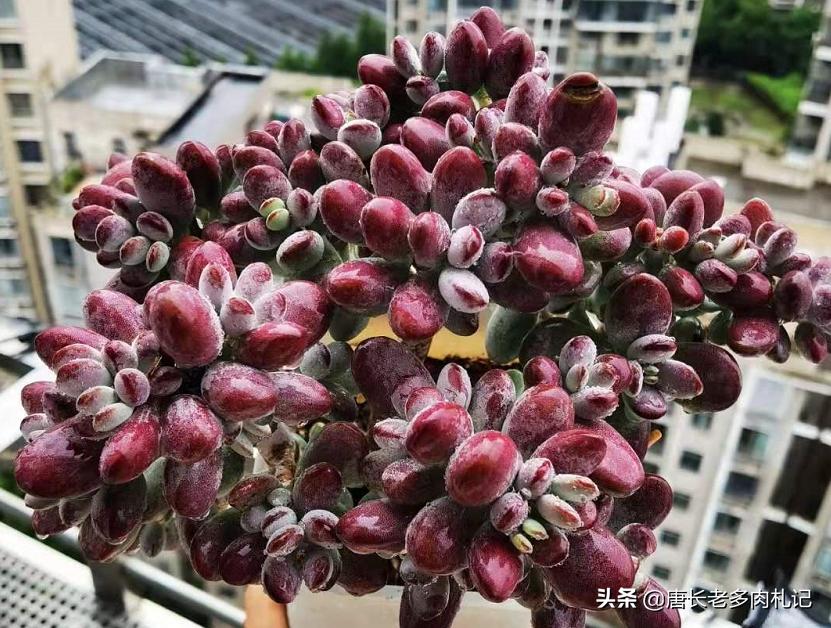 多肉换盆时间_白露节多肉换盆砍头技巧_多肉换盆砍头注意事项