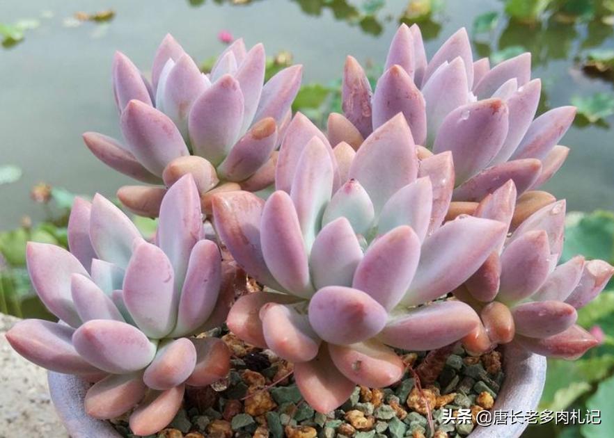 白露节多肉换盆砍头技巧_多肉换盆砍头注意事项_多肉换盆时间