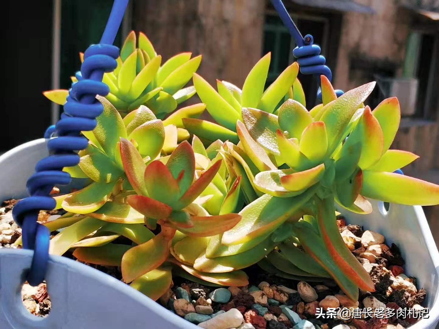 白露节多肉换盆砍头技巧_多肉换盆砍头注意事项_多肉换盆时间