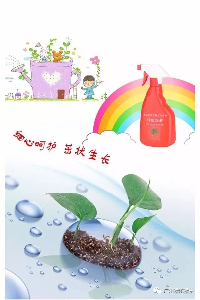 绿萝浇水频率_绿航绿萝浇水技巧_绿航绿萝浇水方式