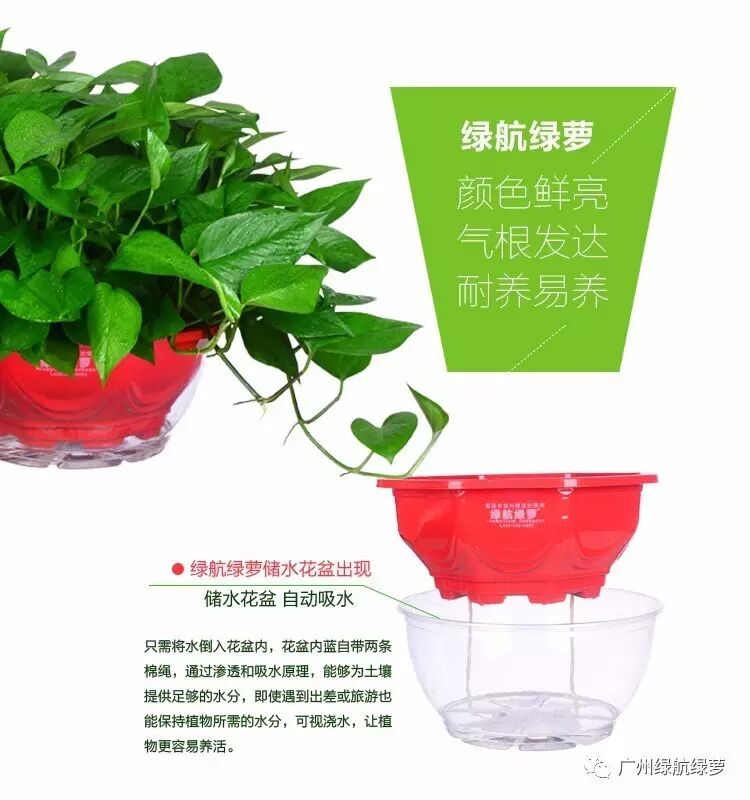 绿航绿萝浇水方式_绿萝浇水频率_绿航绿萝浇水技巧